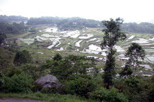 Risaie